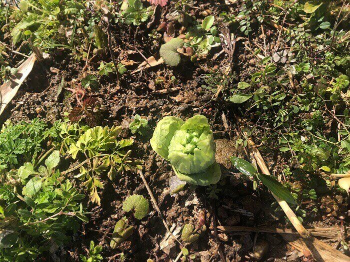 DCIM 121APPLE IMG 1476 コピー