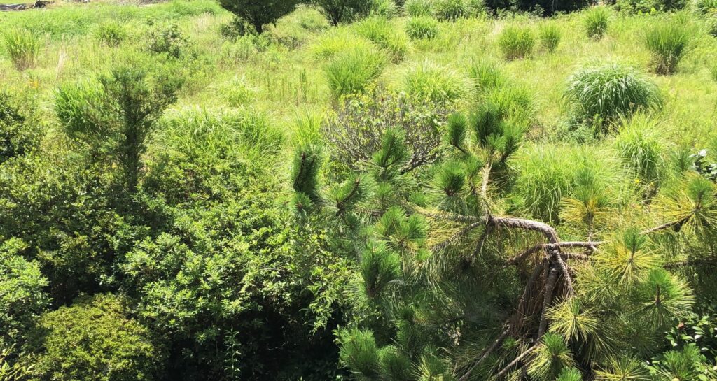 開墾前の耕作放棄地ジャングルDCIM 107APPLE IMG